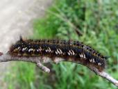 Raupe Grasglucke (Euthrix potatoria)-L. Klasing