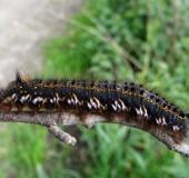 Raupe Grasglucke (Euthrix potatoria)-L. Klasing