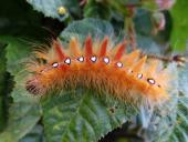 Raupe Ahorn-Rindeneule (Acronicta aceris)-L. Klasing