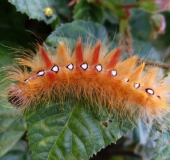 Raupe Ahorn-Rindeneule (Acronicta aceris)-L. Klasing