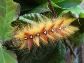 Raupe Ahorn-Rindeneule (Acronicta aceris)-L. Klasing