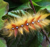 Raupe Ahorn-Rindeneule (Acronicta aceris)-L. Klasing