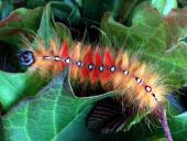 Raupe Ahorn-Rindeneule (Acronicta aceris)-L. Klasing