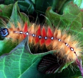 Raupe Ahorn-Rindeneule (Acronicta aceris)-L. Klasing