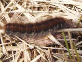 Raupe Brombeerspinner (Macrothylacia rub)-L. Klasing