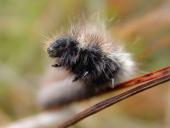 Raupe Brombeerspinner (Macrothylacia rub)-L. Klasing