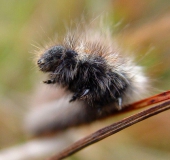 Raupe Brombeerspinner (Macrothylacia rub)-L. Klasing