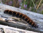 Raupe Brombeerspinner (Macrothylacia rub)-L. Klasing