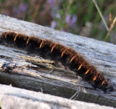 Raupe Brombeerspinner (Macrothylacia rub)-L. Klasing