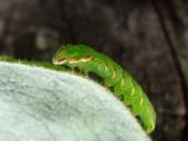 Raupe Eichen-Zahnspinner (Peridea anceps)-L. Klasing