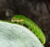 Raupe Eichen-Zahnspinner (Peridea anceps)-L. Klasing