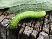 Raupe Eichen-Zahnspinner (Peridea anceps)-L. Klasing