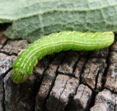 Raupe Eichen-Zahnspinner (Peridea anceps)-L. Klasing