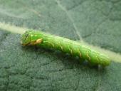 Raupe Eichen-Zahnspinner (Peridea anceps)-L. Klasing