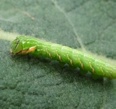 Raupe Eichen-Zahnspinner (Peridea anceps)-L. Klasing