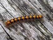 Jungraupe Eichenspinner (Lasiocampa quercus)-L. Klasing