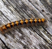 Jungraupe Eichenspinner (Lasiocampa quercus)-L. Klasing