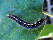 Jung-Raupe: Eichenspinner (Lasiocampa quercus)-L. Klasing