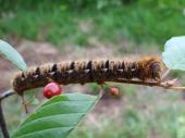 Eichenspinner (Lasiocampa quercus)-L. Klasing