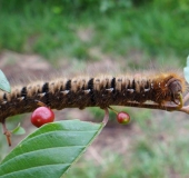 Eichenspinner (Lasiocampa quercus)-L. Klasing