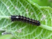 Schwammspinner 2. Larvenstadium-L. Klasing