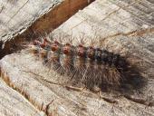 Raupe Schwammspinner (Lymantria dispar)-L. Klasing