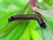 Raupe Ringelspinner (Malacosoma neustria)-L. Klasing