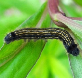 Raupe Ringelspinner (Malacosoma neustria)-L. Klasing