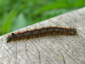 Raupe Ringelspinner (Malacosoma neustria)-L. Klasing
