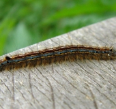 Raupe Ringelspinner (Malacosoma neustria)-L. Klasing