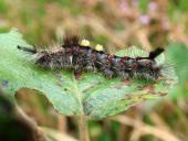 Raupe Schlehen-Bürstenspinner (Orgyia antiqua-L. Klasing