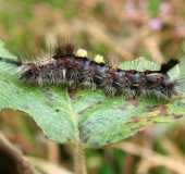 Raupe Schlehen-Bürstenspinner (Orgyia antiqua-L. Klasing