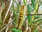 Raupe Heide-Bürstenspinner (Orgyia antiquoides)-L. Klasing