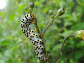 Raupe Braunwurz-Mönch (Shargacucullia scrophulariae)-L. Klasing