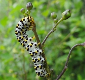 Raupe Braunwurz-Mönch (Shargacucullia scrophulariae)-L. Klasing