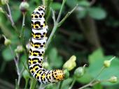 Raupe Braunwurz-Mönch (Shargacucullia scrophulariae)-L. Klasing