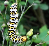 Raupe Braunwurz-Mönch (Shargacucullia scrophulariae)-L. Klasing