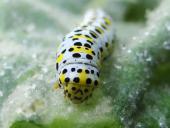 Raupe Königskerzen-Mönch (Shargacucullia verbasci)-L. Klasing