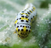 Raupe Königskerzen-Mönch (Shargacucullia verbasci)-L. Klasing