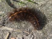 Raupe Weiße Tigermotte (Spilosoma lubricipeda)-L. Klasing