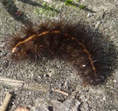 Raupe Weiße Tigermotte (Spilosoma lubricipeda)-L. Klasing