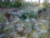 Netze der Baldachinspinne (Linyphia triangularis)-L. Klasing