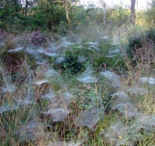 Netze der Baldachinspinne (Linyphia triangularis)-L. Klasing