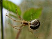 Baldachinspinne (Linyphia triangularis)-L. Klasing