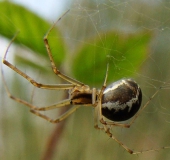 Baldachinspinne (Linyphia triangularis)-L. Klasing