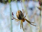 Baldachinspinne (Linyphia triangularis)-L. Klasing