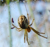 Baldachinspinne (Linyphia triangularis)-L. Klasing