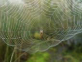 Herbstspinne (Metelina segmentata)-L. Klasing
