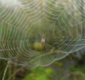 Herbstspinne (Metelina segmentata)-L. Klasing