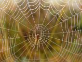 Herbstspinne (Metelina segmentata)-L. Klasing